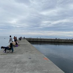 淡路でエギング