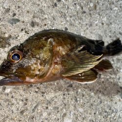 ボウズはのがれました