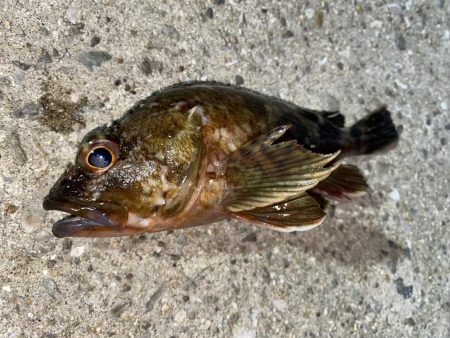 ボウズはのがれました