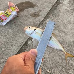ジグサビキででアジ釣り