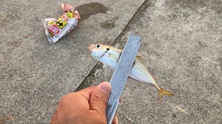 ジグサビキででアジ釣り