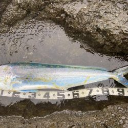 ヒラマサちゃうんかーい