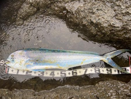 ヒラマサちゃうんかーい