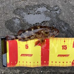 穴釣りでショウジンガニ、ガシラが釣れた!