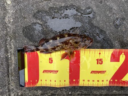 穴釣りでショウジンガニ、ガシラが釣れた！