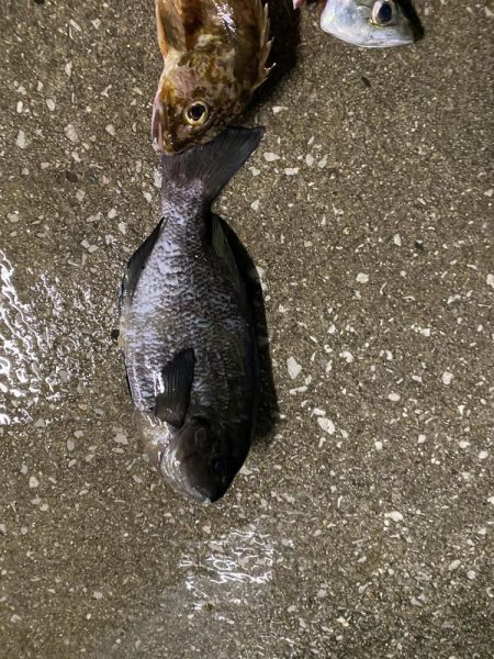 ポーアイ太刀魚いません