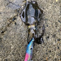 アオリイカエギング③