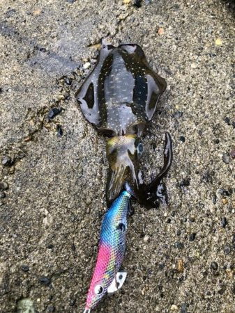 アオリイカエギング③