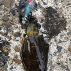 アオリイカエギング②