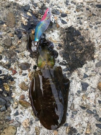 アオリイカエギング②