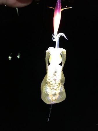 田ノ浦新子調査