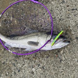 人生初シーバス