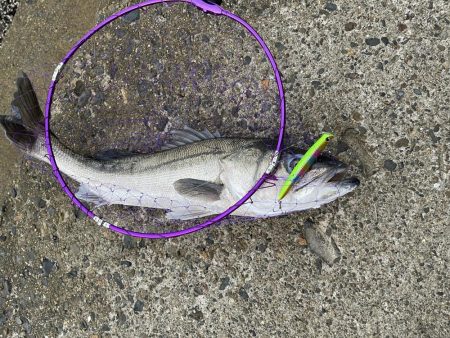 人生初シーバス