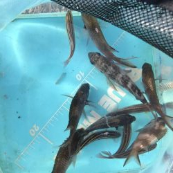 サビキ御三家行方不明