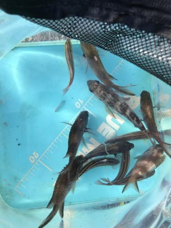 サビキ御三家行方不明