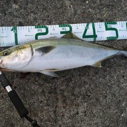 ミドル級ナイスファイター