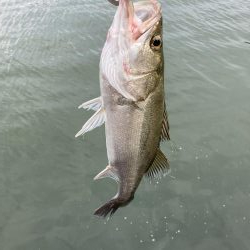 シーバスデイゲーム