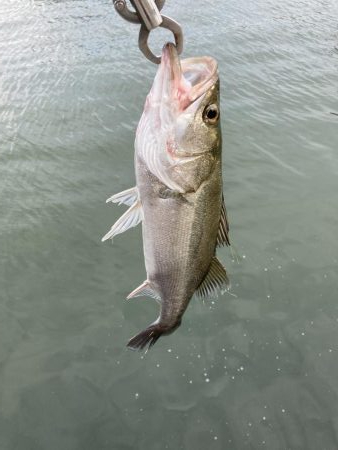 シーバスデイゲーム