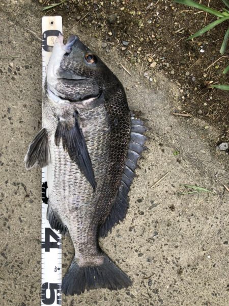 イチノ兄弟、釣果！