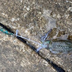 雨にも負けずにアオリイカ