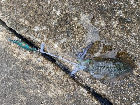雨にも負けずにアオリイカ