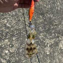 アオリ新子遊び