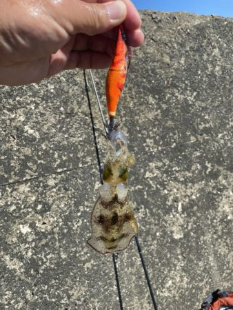 アオリ新子遊び