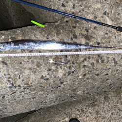 泉大津に太刀魚