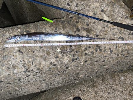 泉大津に太刀魚