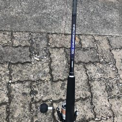 帰ってきたサゴシ