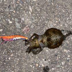 今季初エギング