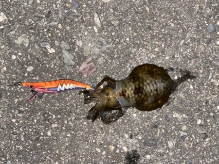 今季初エギング