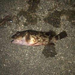 ガシラ請負いました。