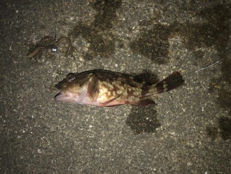 ガシラ請負いました。