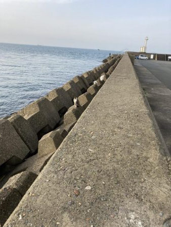 初めてのヒラメ