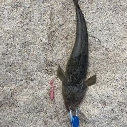 和歌山市某河口にてマゴチ！