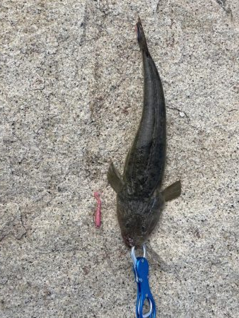 和歌山市某河口にてマゴチ！