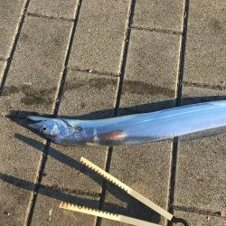 久しぶり太刀魚