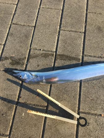 久しぶり太刀魚