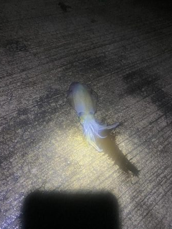 エギングランガン！