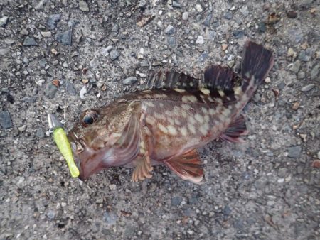 武庫一でライトワインド！