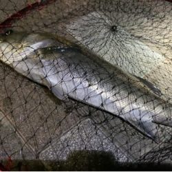 夜釣りでシーバス