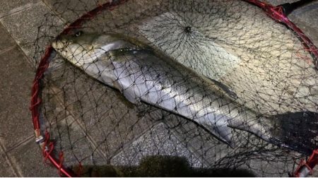 夜釣りでシーバス