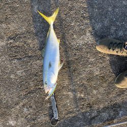 デカイのフッキングしなかった。