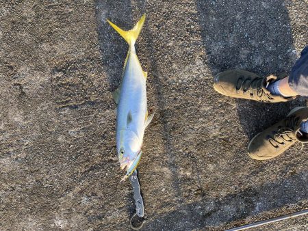 デカイのフッキングしなかった。