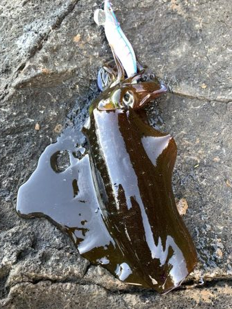 爆風&ウネリ釣行