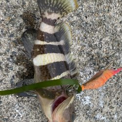 ソリッドティップ感度良好