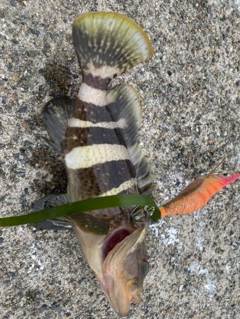 ソリッドティップ感度良好