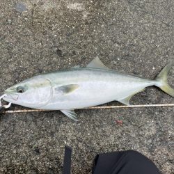 シーバスのはずが