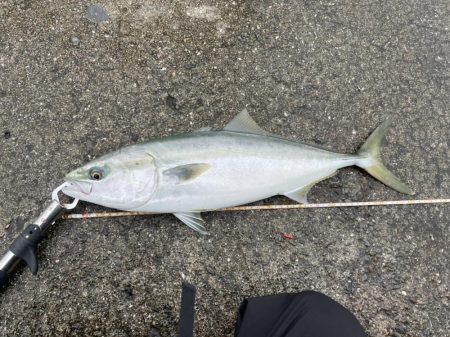 シーバスのはずが